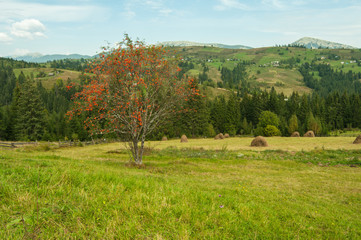 Autumn landscape with trees, larch