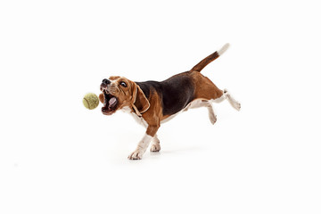 Front view of cute beagle dog with ball isolated on a white studio background