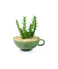 Cactus of succulents plants in pot isolated on white background.