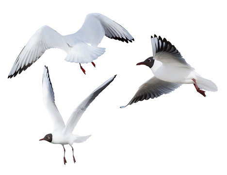 flying three black-headed small gulls