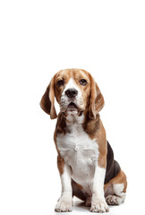 Front view of cute beagle dog sitting, isolated on a white studio background