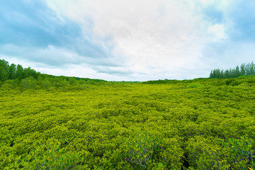 Fototapeta na wymiar Mangroves inTung Prong Thong or Golden Mangrove Field at Estuary Pra Sae, Rayong, Thailand