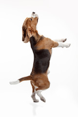 Front view of cute beagle dog isolated on a white studio background © master1305