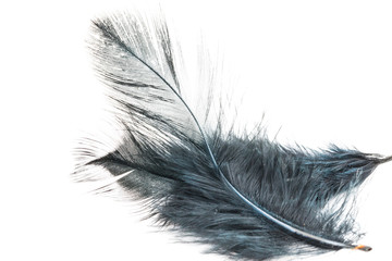 Obraz premium Black Feather