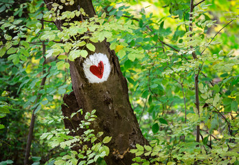 Hiking trail mark on a tree in green forest. Heart shape. Fruska gora mountain, Serbia