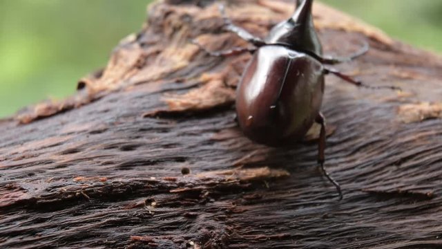 (rhinoceros beetle), The Siamese rhinoceros beetle (Xylotrupes gideon) or fighting beetle, It is particularly known for its role in insect fighting in Thailand. New trend of Awesome pets