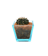 Cactus of succulents plants in pot isolated on white background.