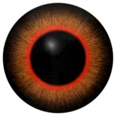 Frog 3d eyeball with orange and red round, big black pupil, on white background, animal eye