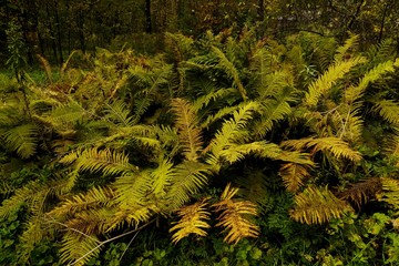 Autumn forest scenery with rays of warm light illumining the gold foliage and a footpath leading into the scene, nature