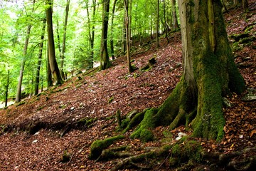 großer baum bergab auf dem hügel stehend