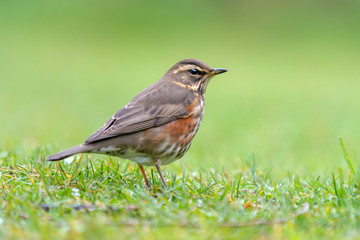 Redwing (Turdus iliacus). Vik, Iceland