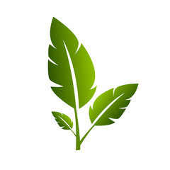 Leaf nature Design