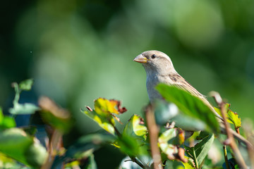Cute sparrow on a bush