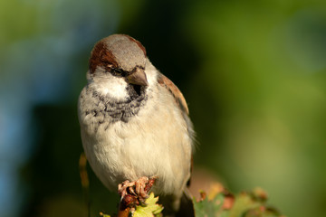 Cute sparrow on a bush