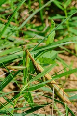 Praying mantis masked in the grass