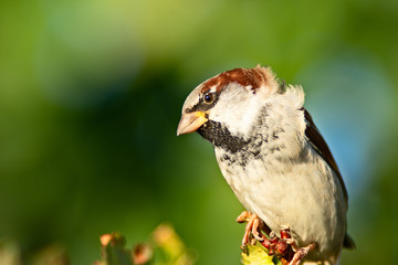 Cute sparrow on a bush