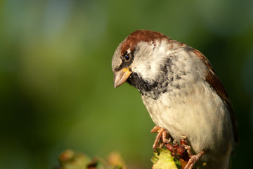 Cute sparrow on a bush