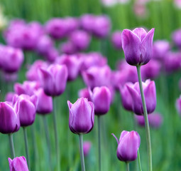 lawn with purple tulips.