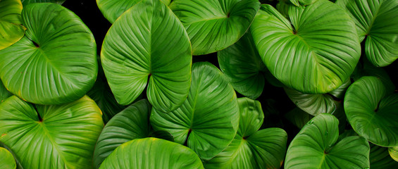 Fototapeta premium Pattern of green leaves, for use as a background.