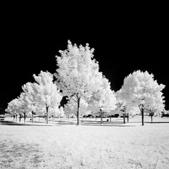 infrared tree 
