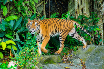 A tiger walking 