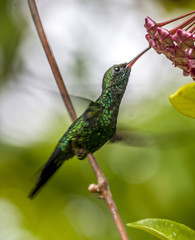 Emerald-chinned Hummingbirds ,Abeillia abeille