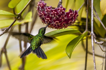 Emerald-chinned Hummingbirds ,Abeillia abeille
