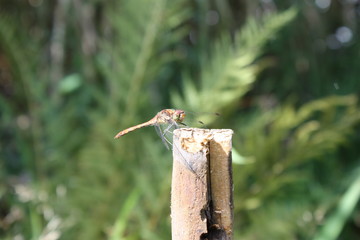 Libelle in der Sonne