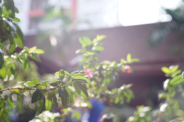 Mini flower in the Garden