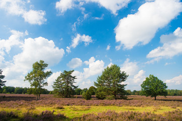 Buoyed by climate change invasive plant taking over landscape. Nature landscape with trees blue sky and purple flowers. Landscape idyllic scene. Cloudy day at field. Why meadow turning purple