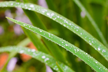 green autumn grass with raindrops close-up