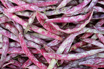 Haricots coco à écosser. / Cranberry bean to shell.