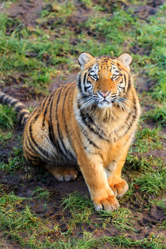Beautiful image of a young tiger (Panthera tigris) looking straight in the camera lens