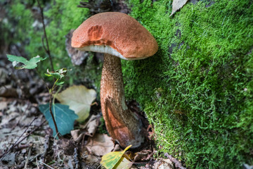 Edible Mushroom in the woods boletus mycology nature forest food