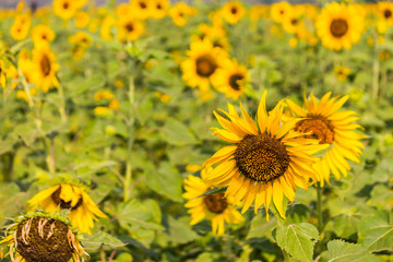 Sunflower garden