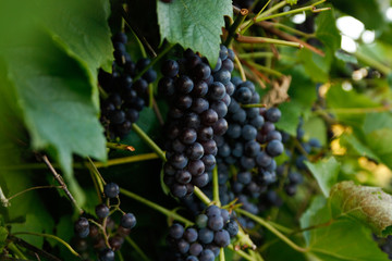 Beautiful home grown apes in a small countryside village garden.