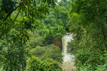 Beautiful Waterfall in the Jungle Forest Green leaves of Tropical Plants and Trees. Rainforest HDR Panorama Shot.