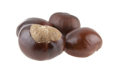 chestnut isolated on white background