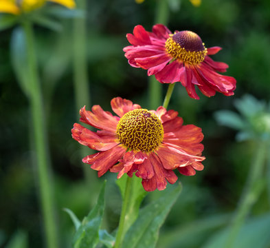 รูปภาพHelenium – เลือกดูภาพถ่ายสต็อก เวกเตอร์ และวิดีโอ3,901 | Adobe Stock