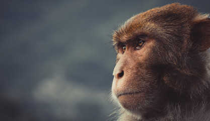 Portrait of monkey