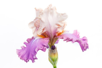 Beautiful multicolored iris flower isolated in white.
