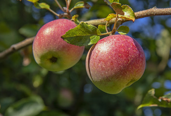 Pommes sur l'arbre 