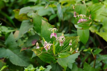 Tricyrtis macropoda (Yama-hototogisu)
