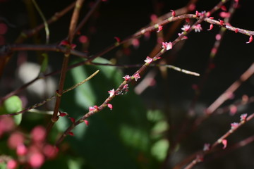 persicaria filiformis