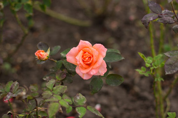 soft focus garden environment one rose flower on unfocused bokeh effect background