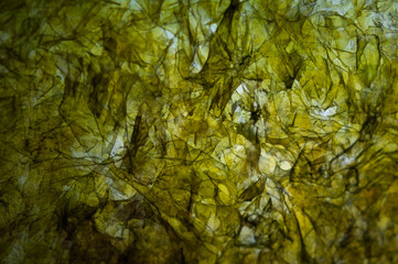 Dried Sheet Of Nori Seaweed, Japanese Cuisine Ingredient To Wrap Rolls Of Sushi Or Onigiri. Texture Macro Image. Abstract Organic Background.