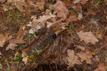 Blauer Käfer auf Holzstück