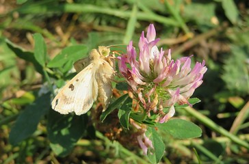 Yellow owlet moth on a clover flower in the meadow, closeup 