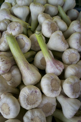 Knoblauch