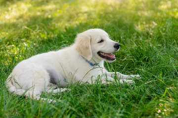 Cute puppy of golden retriever